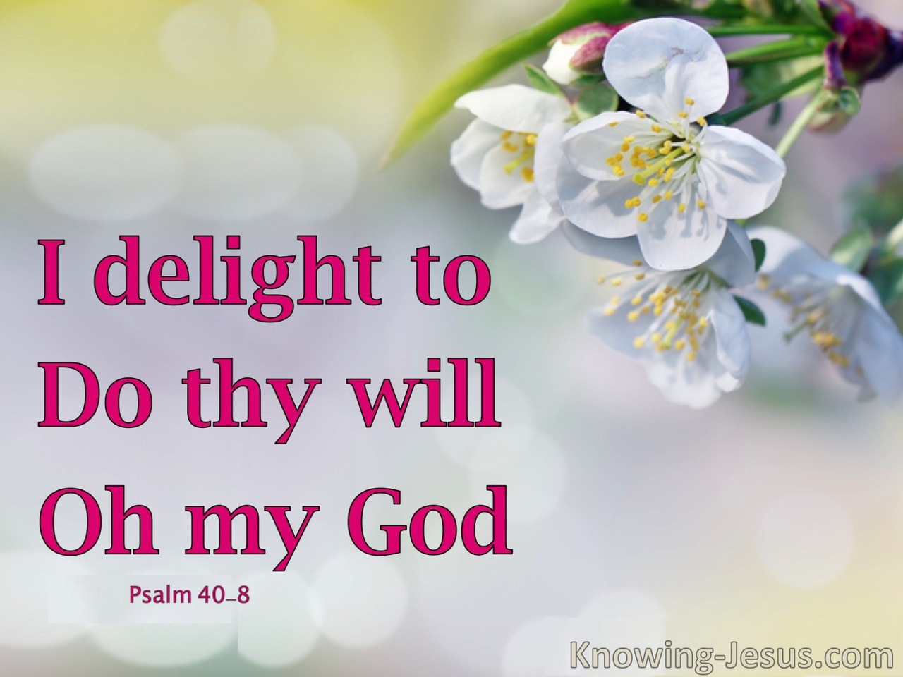 Psalm 40:8 My Jesus (devotional)03-09 (pink)